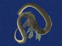 藏品(鉛色水蛇)的圖片